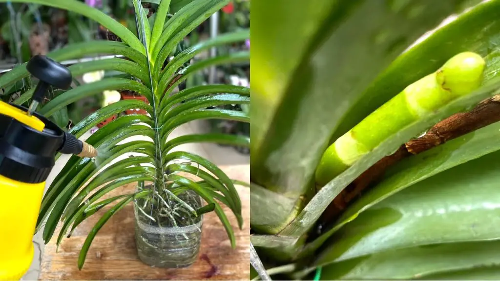Properly Watering Vanda Orchid Will Grow Fast And Lots Of Flowers Very