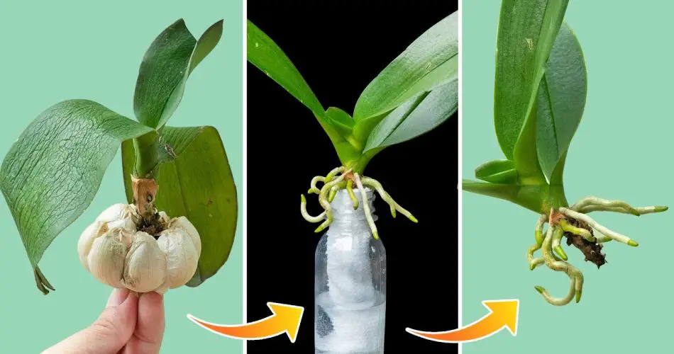 The Secret To Reviving 1 Orchid Plant With Fast Rooting And Young 