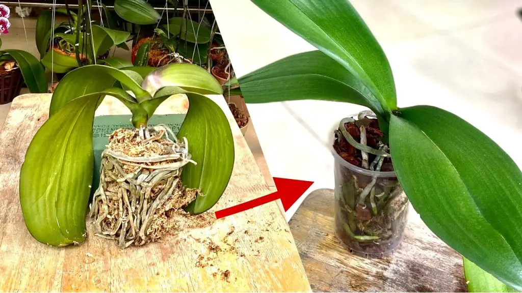 Few People Know Quick Tips To Revive Withered Orchid Plants Orchids Haven