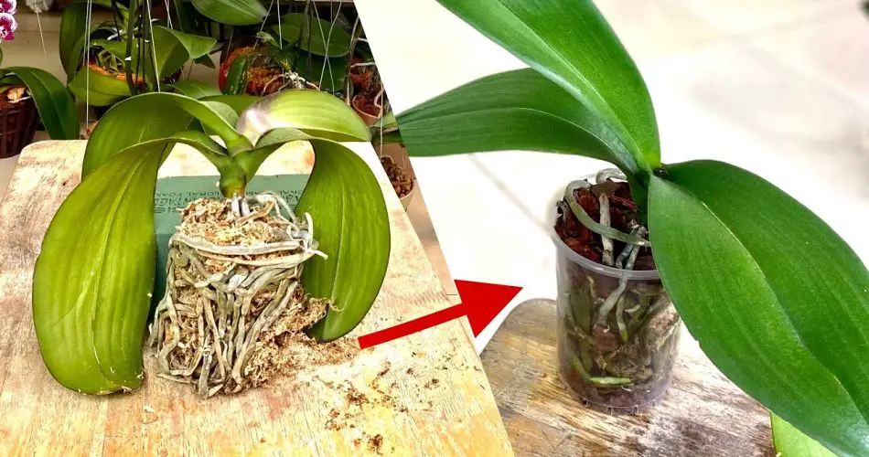 Few People Know Quick Tips To Revive Withered Orchid Plants – Orchids Haven