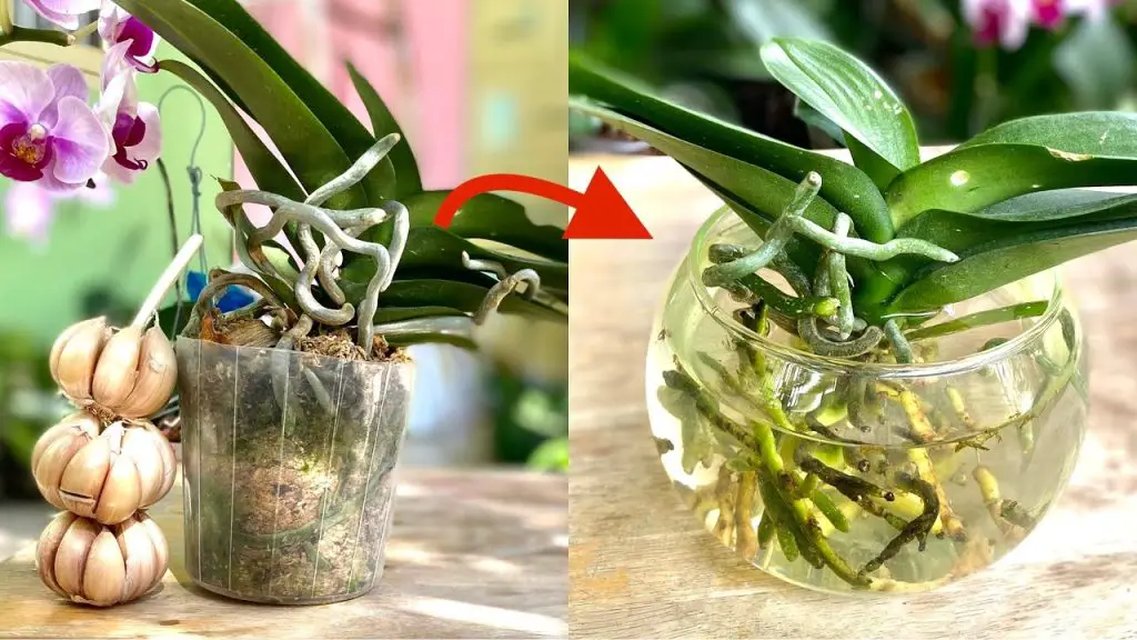 Transplanting Orchid’s Aerial Roots Into A Pot That Doesn’t Break Helps ...