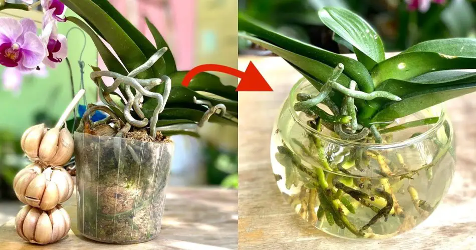 Transplanting Orchid’s Aerial Roots Into A Pot That Doesn’t Break Helps 