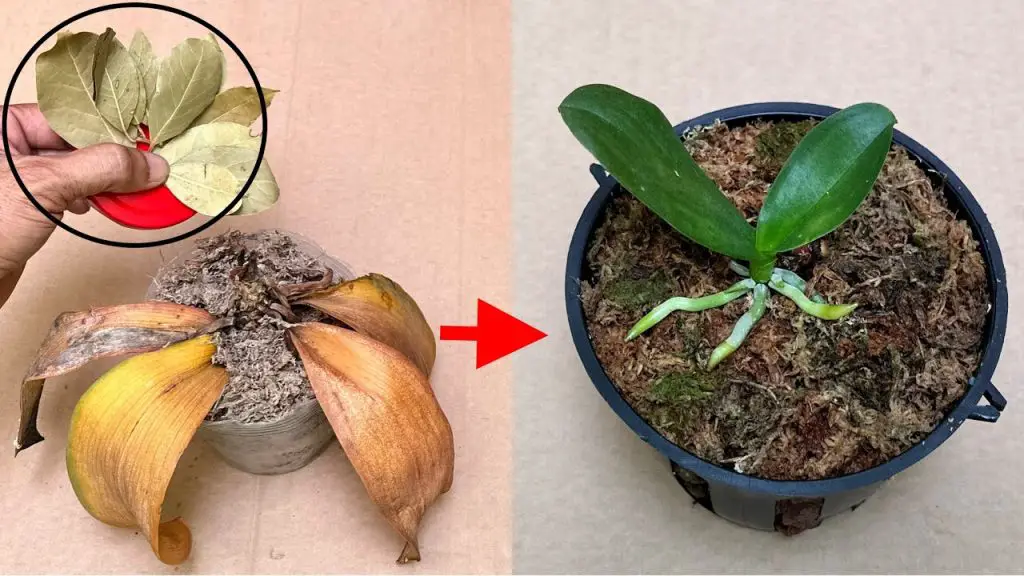 The Miraculous Leaf That Makes All Rotten Orchids Revive Instantly ...