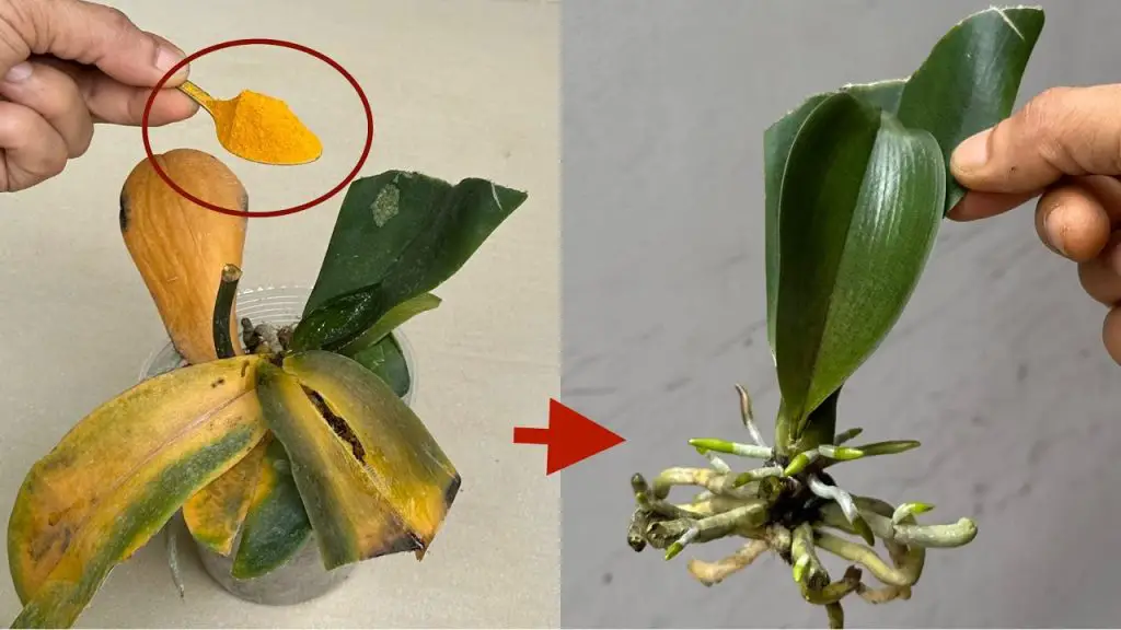 Turmeric Powder Makes Orchids Revive Roots Fast In This Easy Way ...