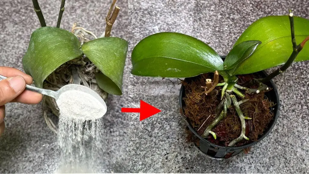 This Miracle Powder Makes All Withering Orchid Plants Recover Very Fast ...