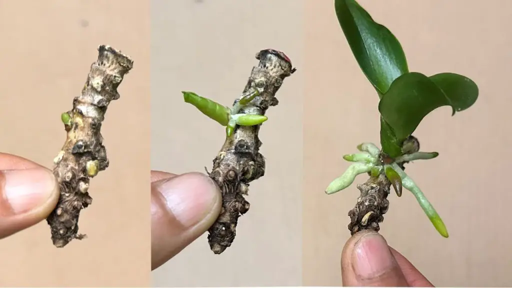 Orchid Roots Examples You Can Propagate Any Orchids From The Root If You Know This Secret ...