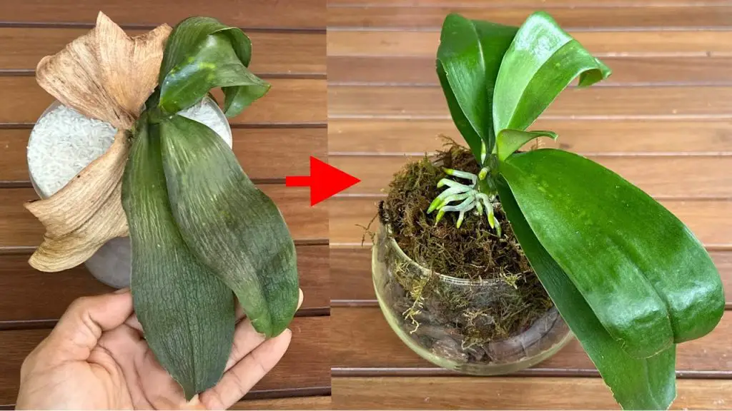 You Will Be Amazed When You Revive Soft Leaves Orchid With This Secret ...