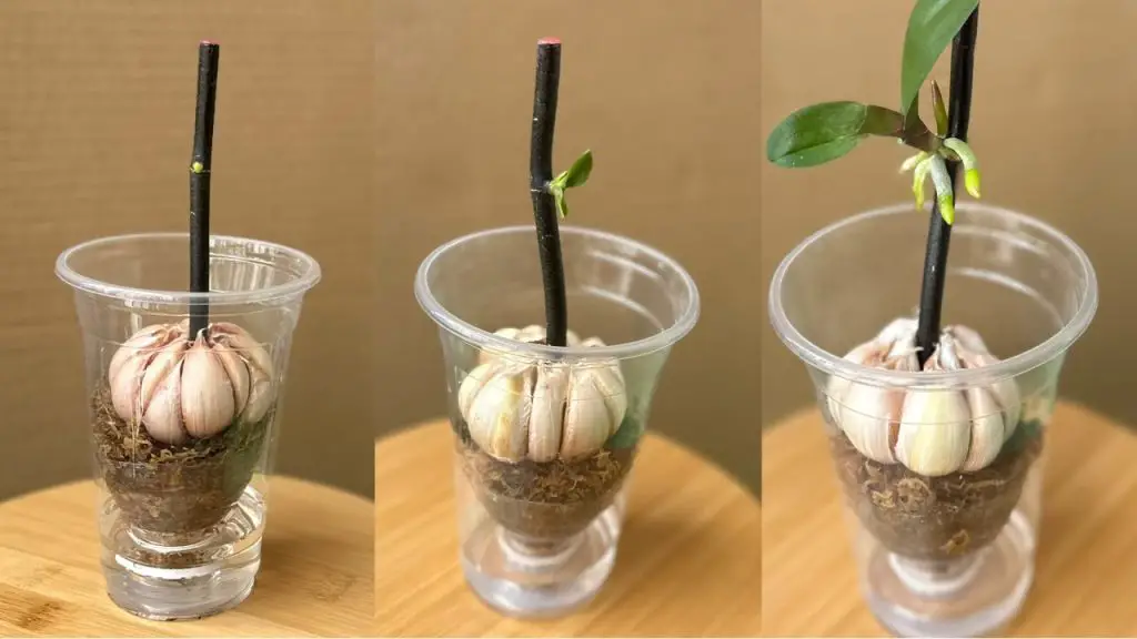 Growing Orchid Branches In Water With Garlic, Strangely It Buds And