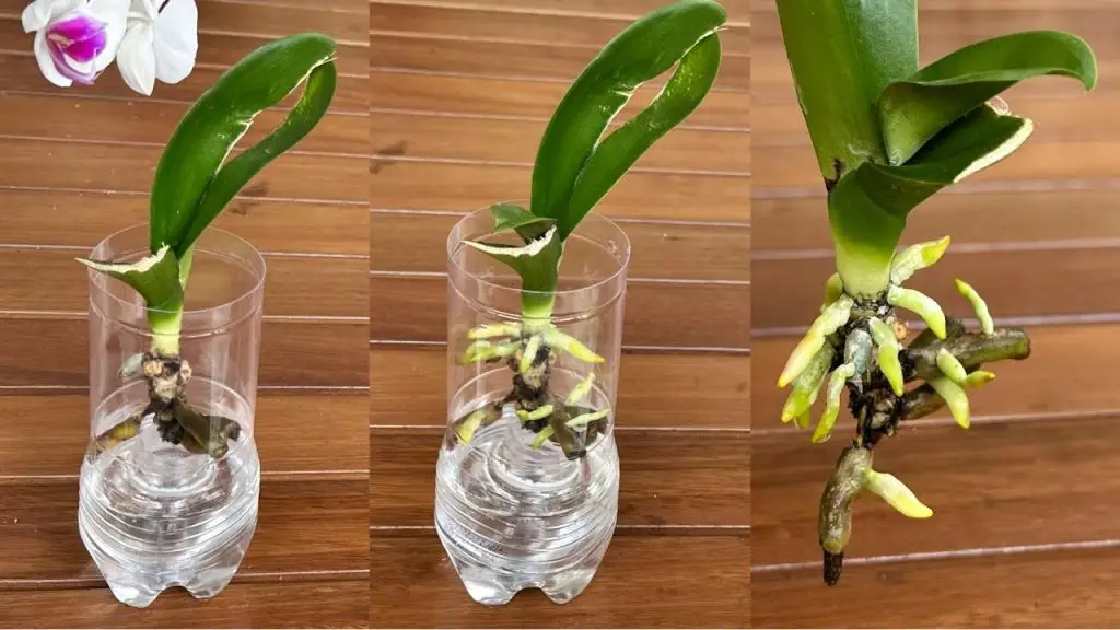 The Secret To Reviving 1 Fast Orchid With Roots And Young Leaves Is ...