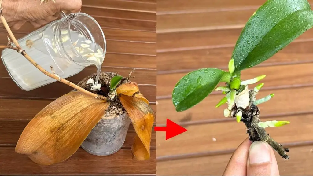 This Secret Helps You Quickly Revive Any Rotten Orchid – Orchids Haven