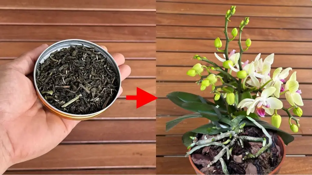 Magical Care Tips to Make Orchids Bloom Instantly Orchids Haven