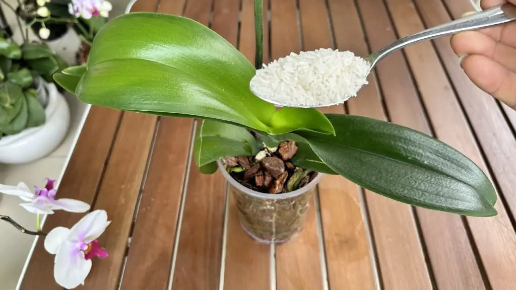 This Feeding Method Is Magical Because Your Orchid Will Bloom Non-Stop ...