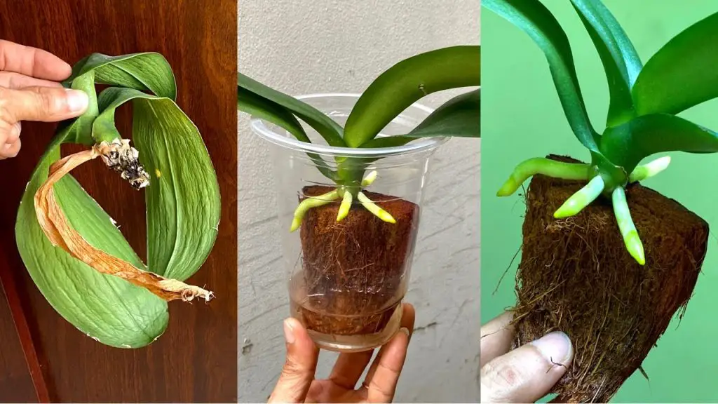 How To Revive Healthy Roots For Withered And Rootless Orchid Orchids Haven