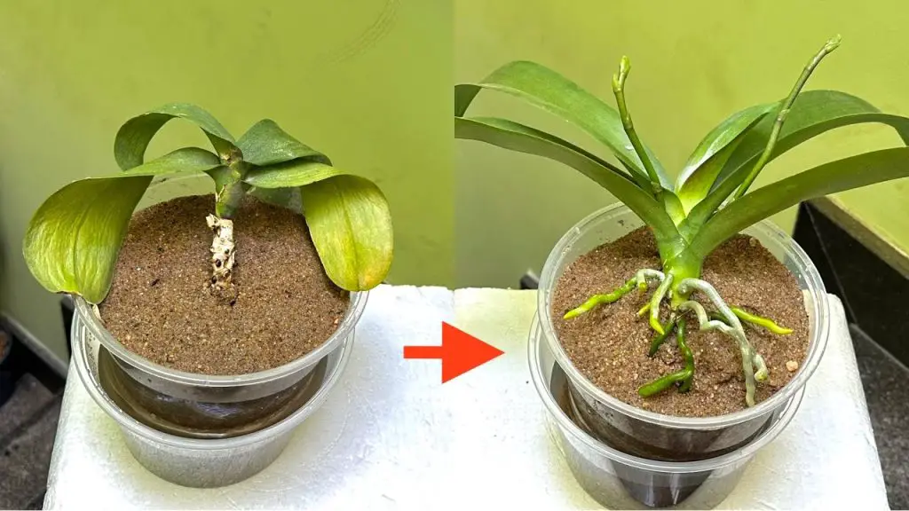 Unexpectedly Special Soil Makes Rootless Orchid Revival Strong And Many ...