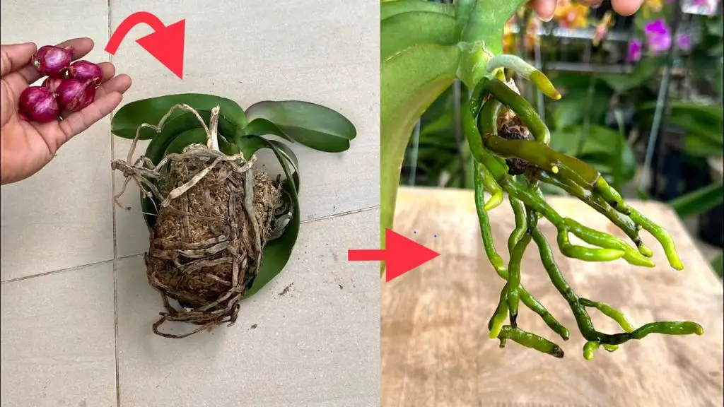 Orchid Roots String Be Amazed With This Great Tip When Recovering Orchid Plants With Fungus ...