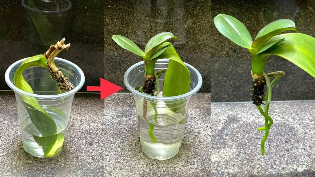 Small Plant Miraculously Revives When Planting A Yellow Orchid Leaves ...