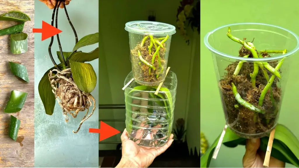 Howtobasic Reverse Plant Tree Reverse Planting This Way To Create Many Healthy Roots For Rotten ...