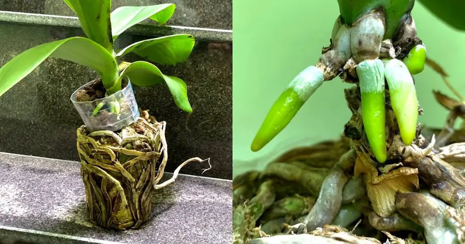 Method of Propagation Weak Orchid Will Quickly Have Many Strong Roots ...