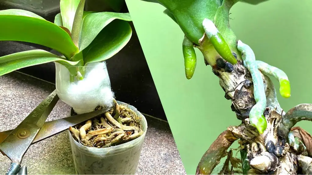 How to Quickly Revive Many Aerial Roots to Help Propagate and ...