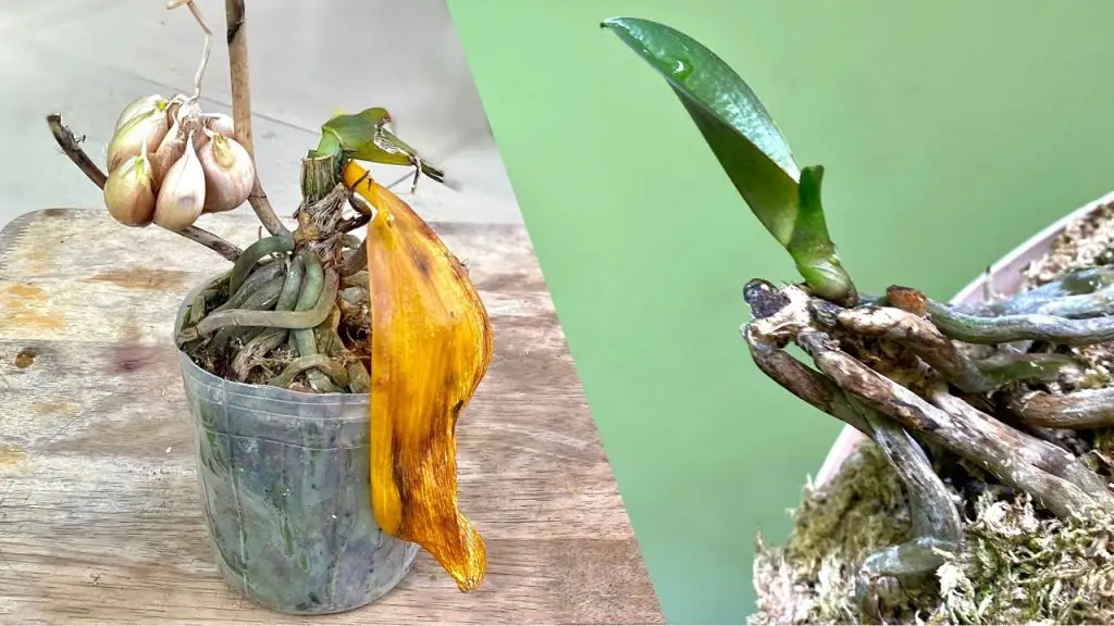 How To Revival Small Plants Quickly When Orchid Top Rots Orchids Haven