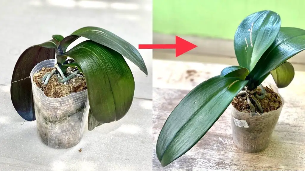 Reviving Orchid Plants That Have Soft Leaves This Way Will Recover ...